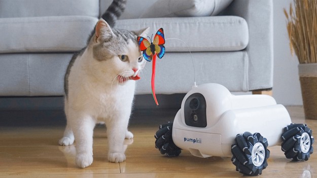 Pumpkii: робот-друг для домашних питомцев