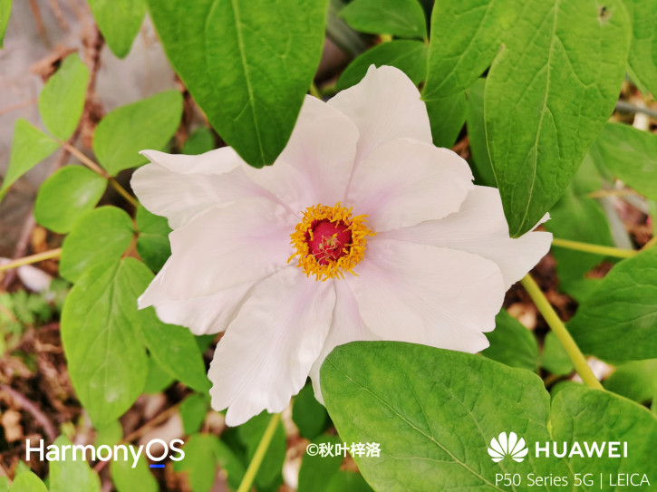 Первые снимки с камер Huawei P50 появились в Сети